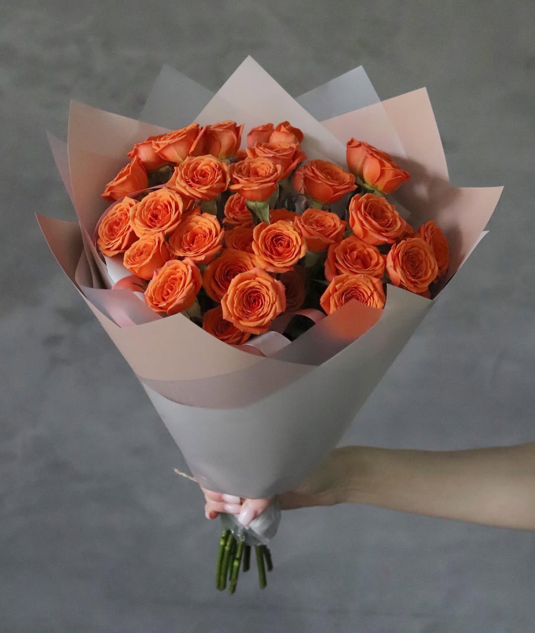Apricot Dream