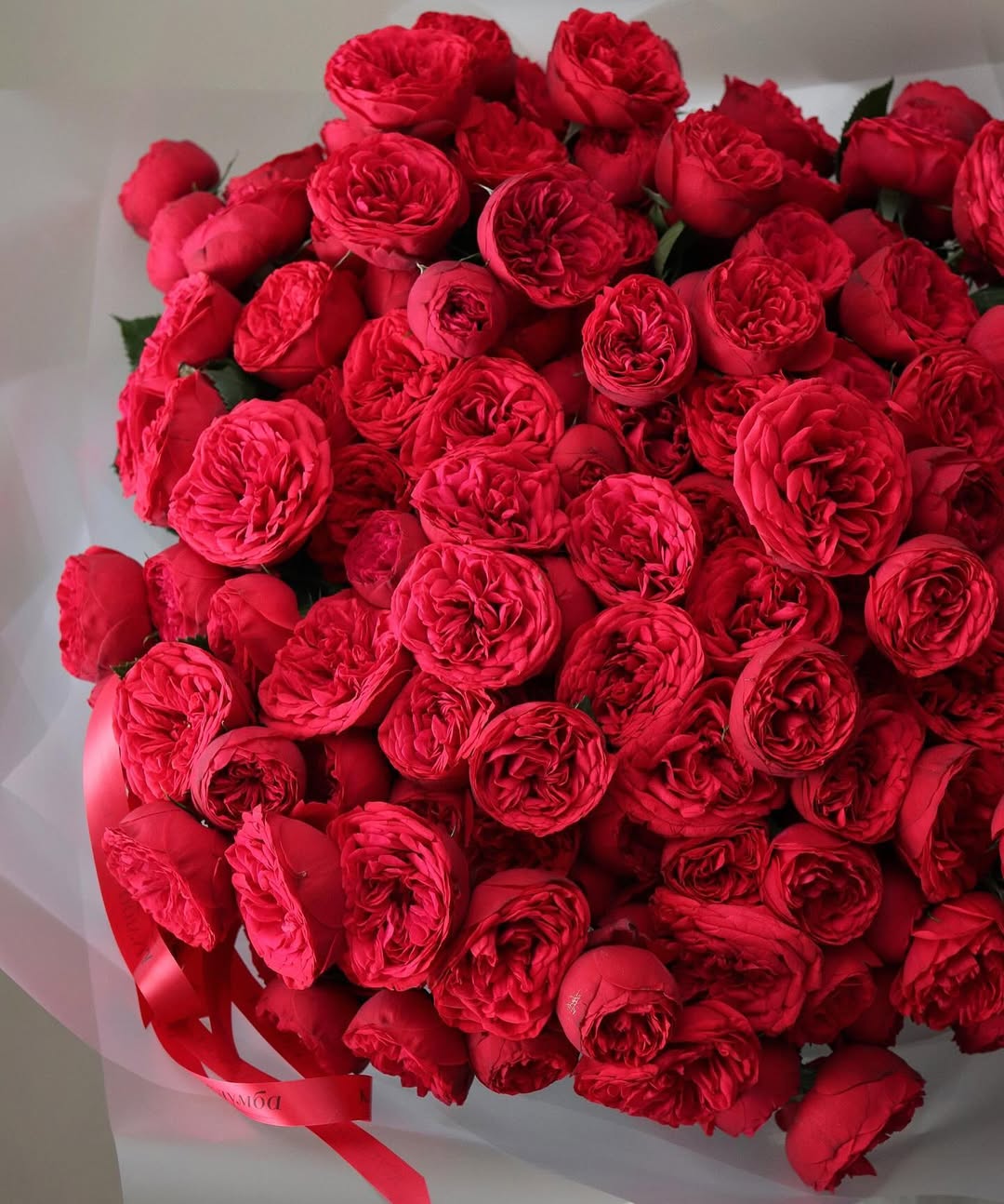 Red Piano Garden Roses