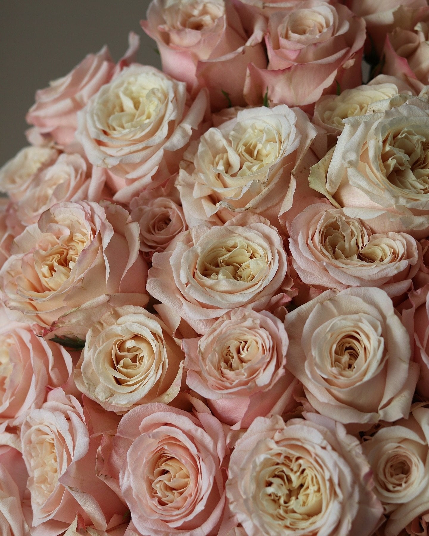 100 Peach Garden Roses