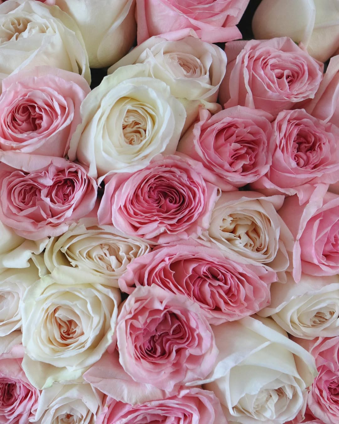 50 Pink and White Roses