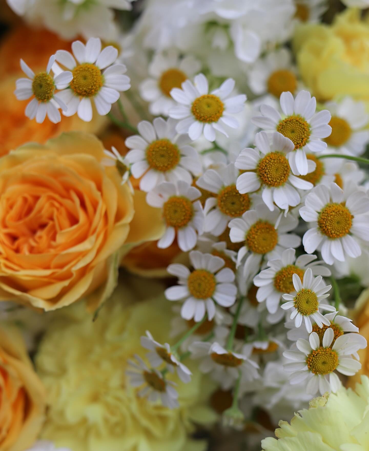 Daisy