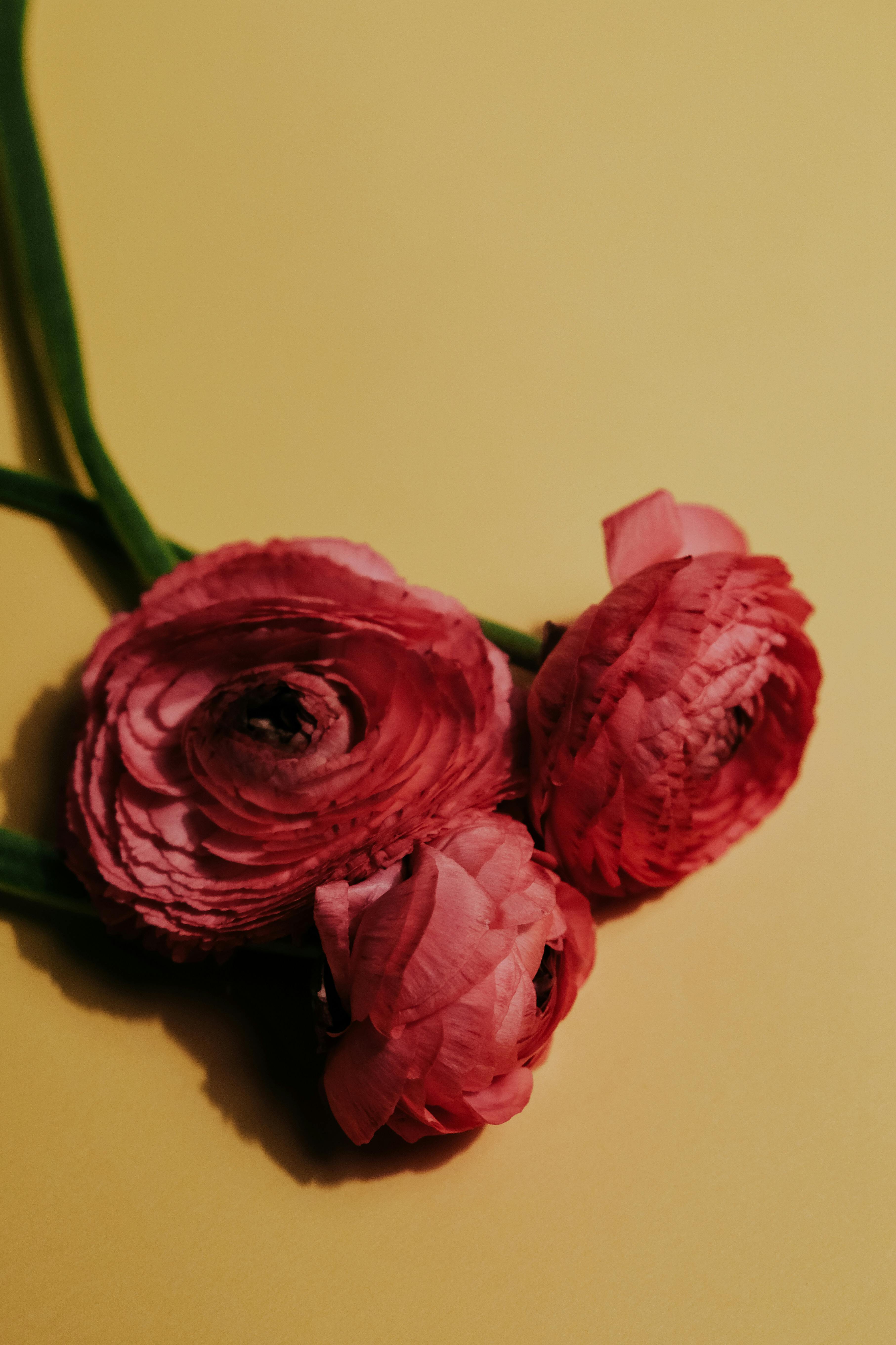 slider image 1621243260e1af0c20-0