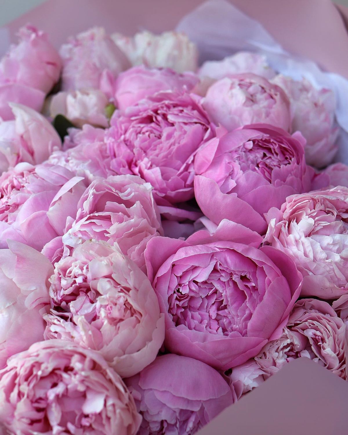 Peonies