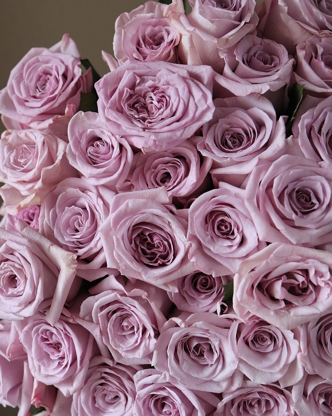 Lavender Roses