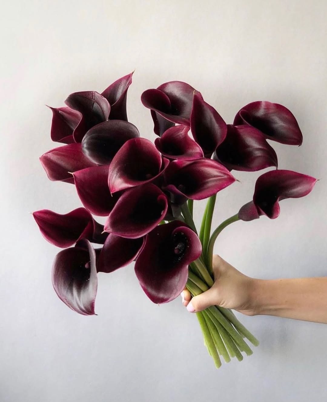 Calla Lilies