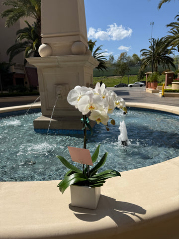 Quiet Grace Orchid