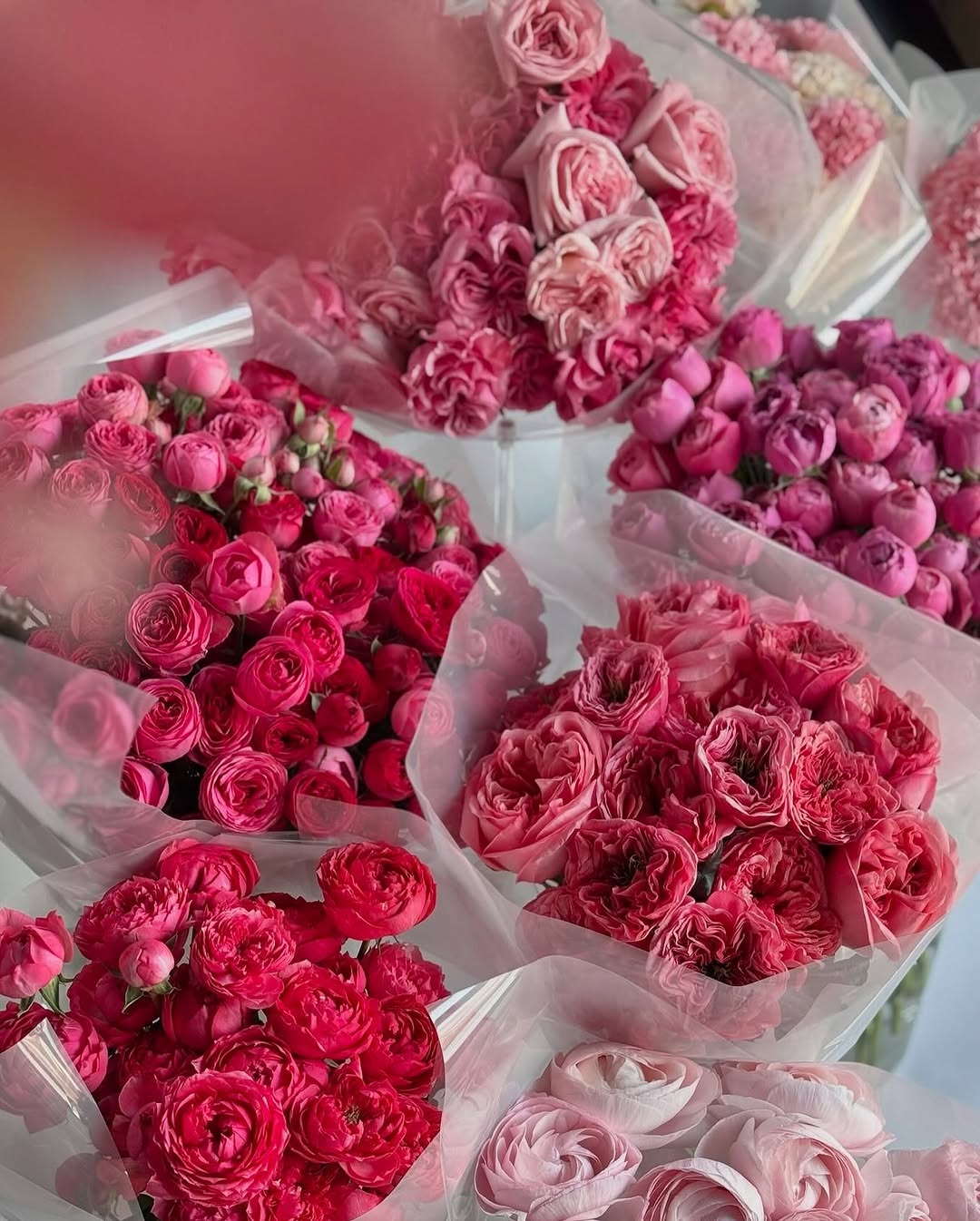 Pink Roses