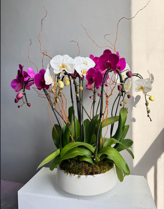 Elegant Orchid