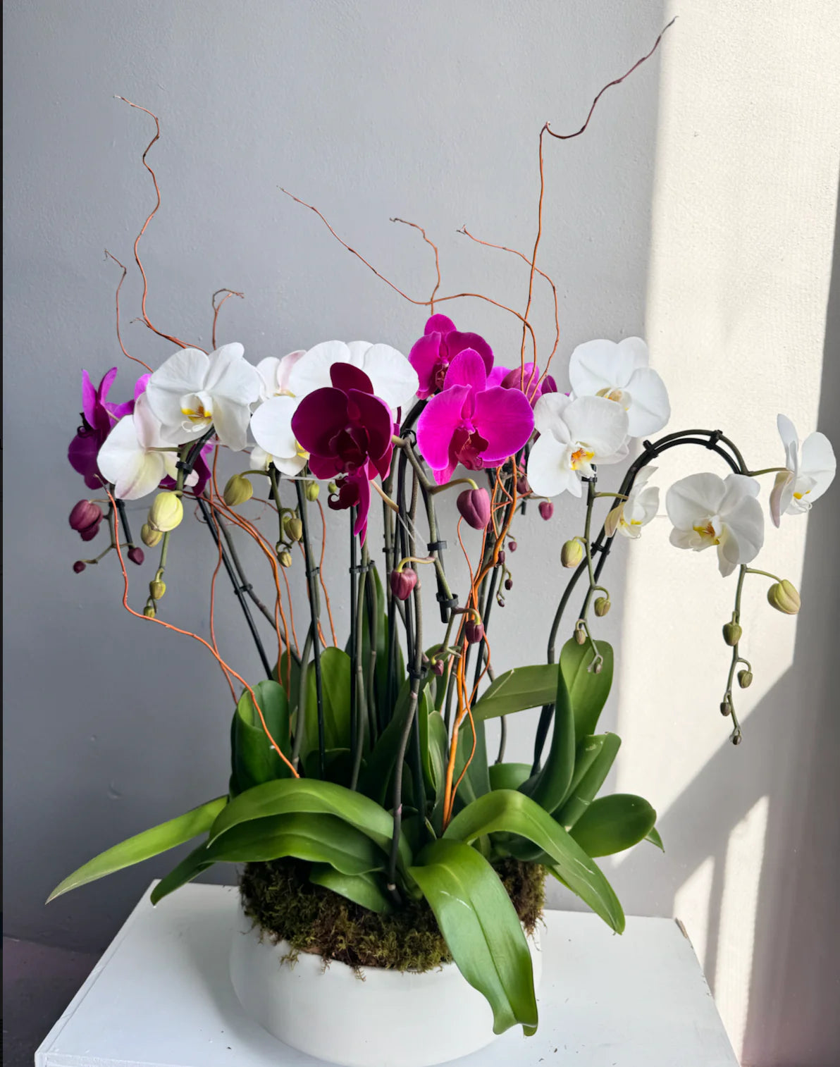 Elegant Orchid