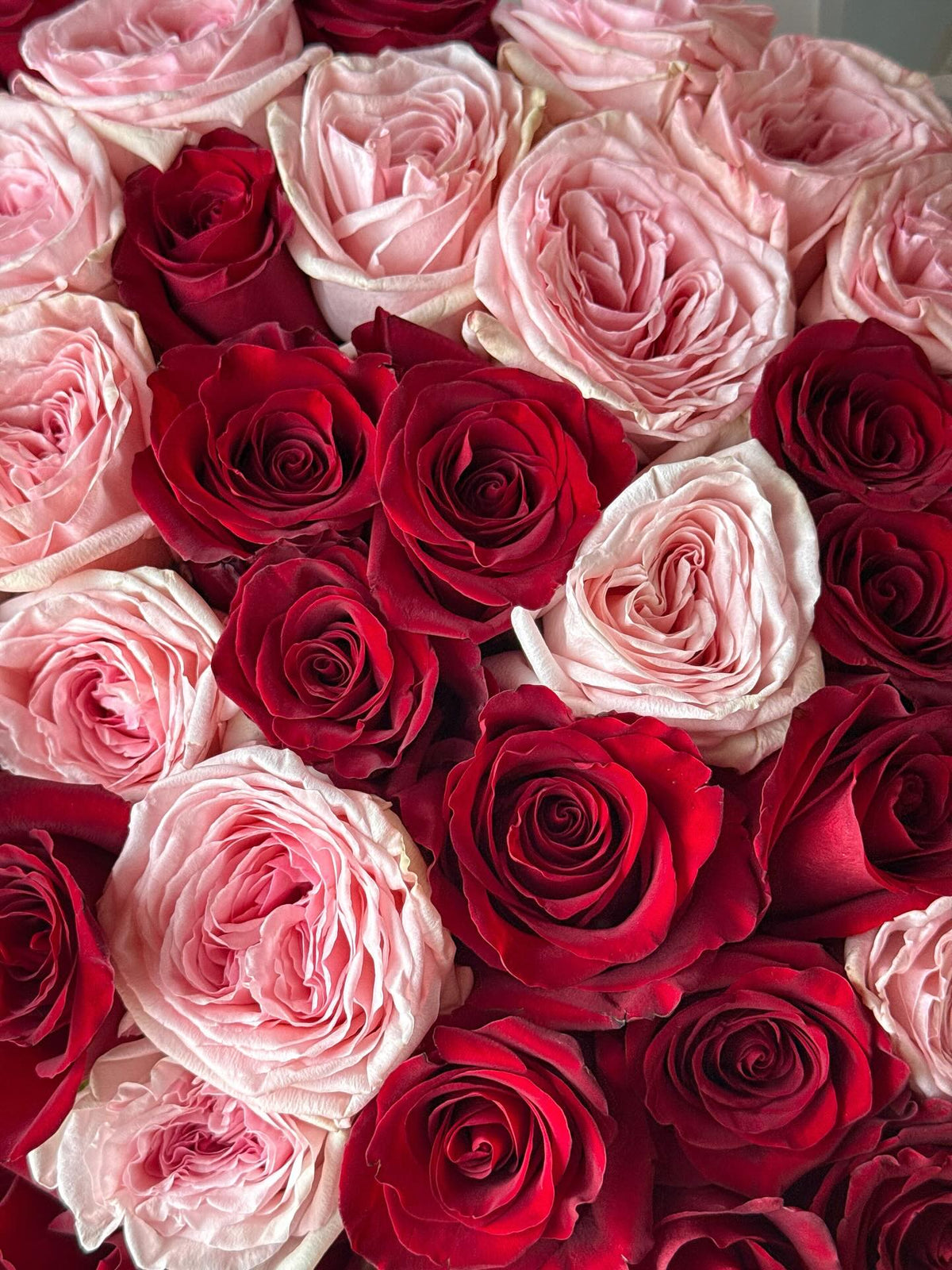 50 Red and Pink Roses