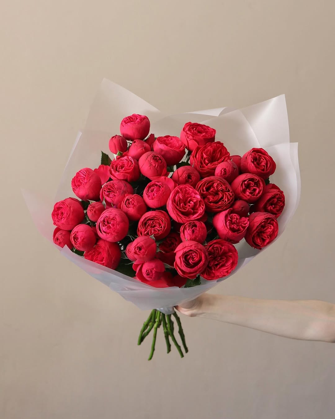 Red Piano Garden Roses