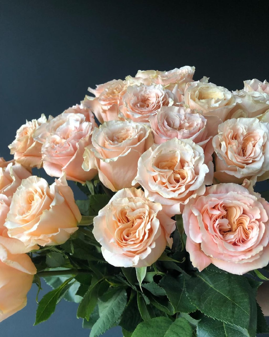 Shimmer roses